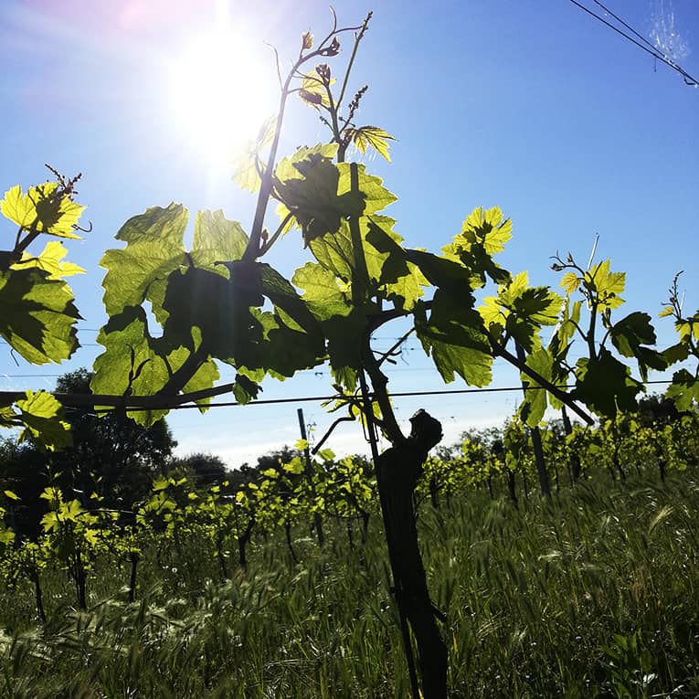 Degustazioni di vino a Bardolino Lago di Garda Villa Calicantus