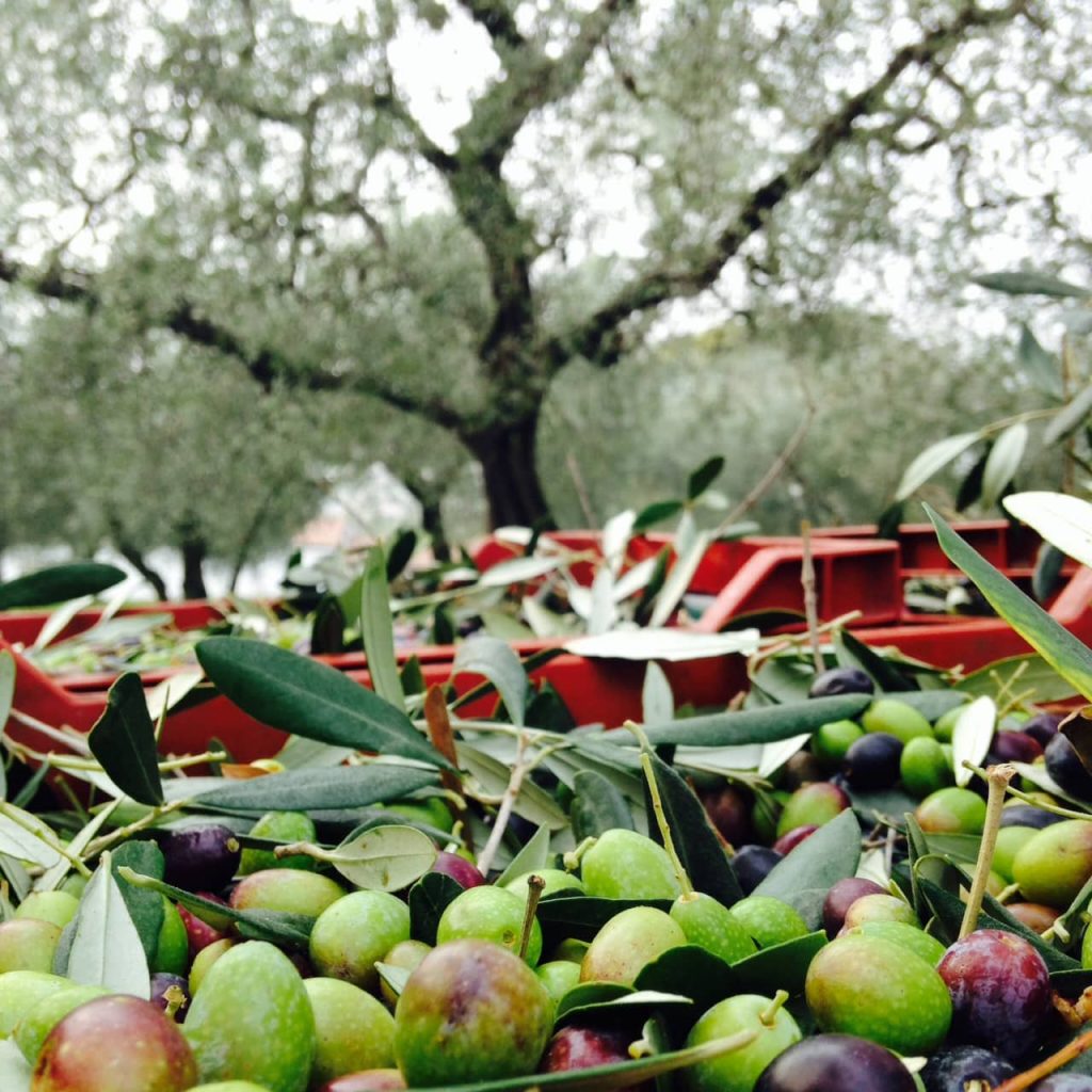 Degustazioni di vino a Bardolino Lago di Garda Villa Calicantus