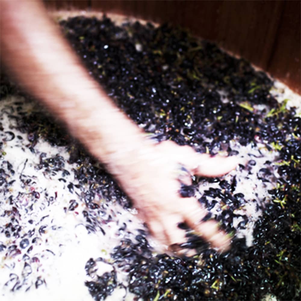Degustazioni di vino a Bardolino Lago di Garda Villa Calicantus