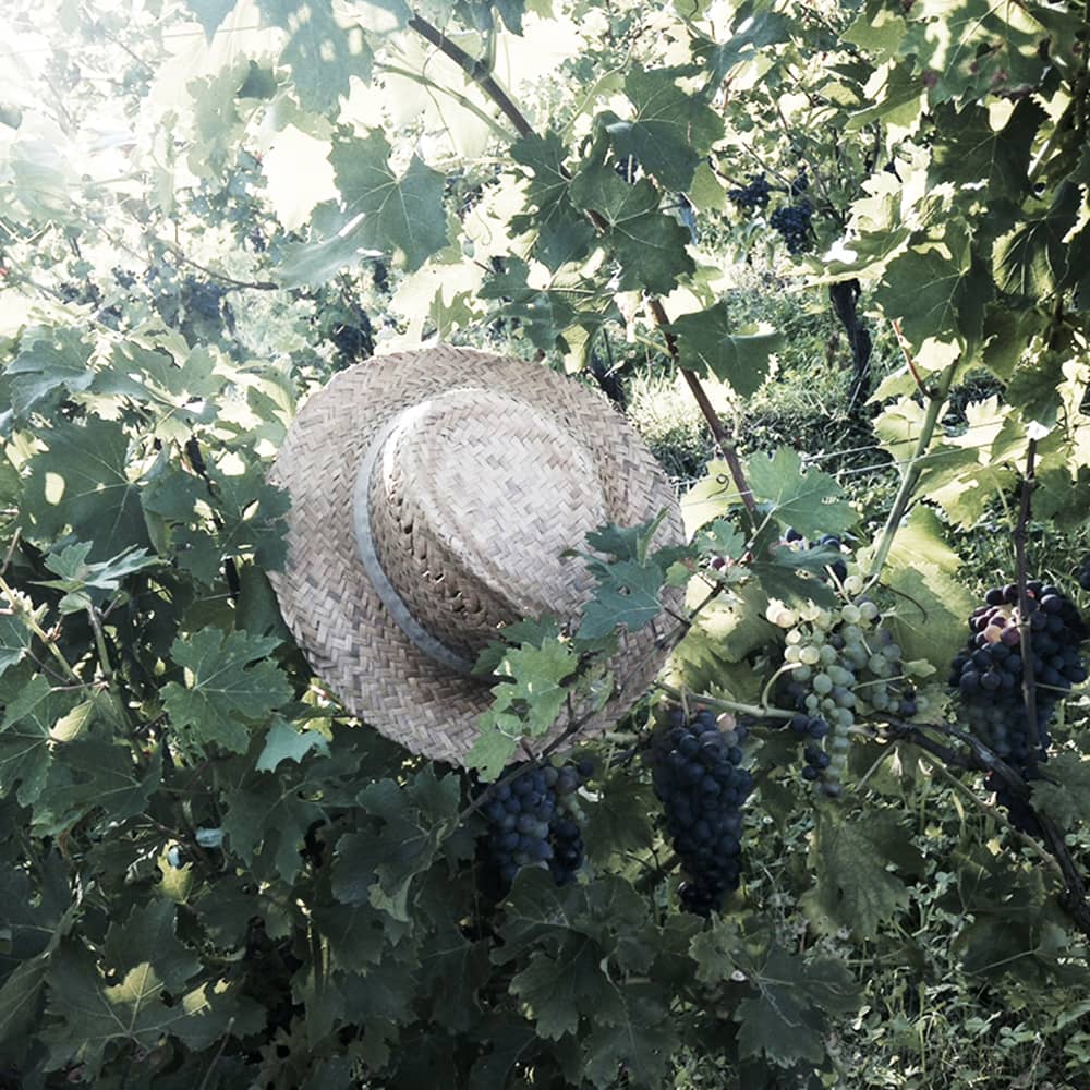 Degustazioni di vino a Bardolino Lago di Garda Villa Calicantus