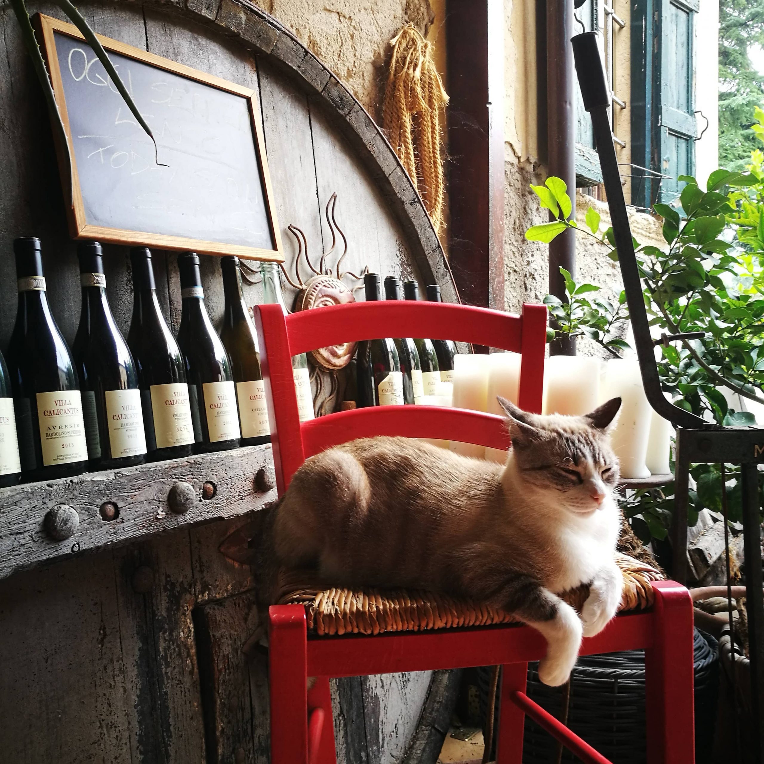 Degustazioni di vino a Bardolino Lago di Garda Villa Calicantus