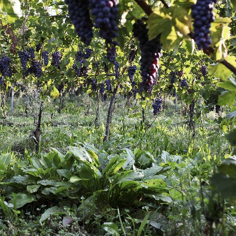 Degustazioni di vino a Bardolino Lago di Garda Villa Calicantus